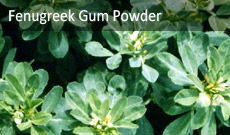 Fenugreek Gum Powder
