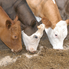 Psyllium Seeds in Cattle Feed