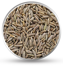 Cumin Seed Exporter