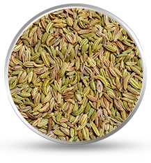 Fennel Seed Manufacturer