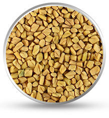 Fenugreek Seed