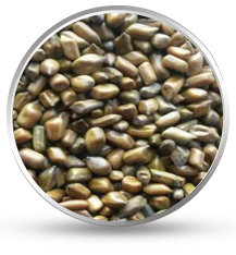 Cassia Tora Seeds Manufacturer