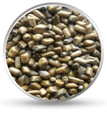 cassia tora seeds supplier
