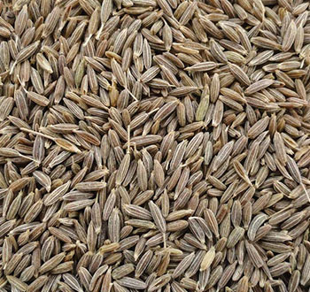 cummin seeds supplier