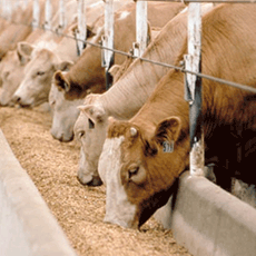 Guar Gum & Cassia Gum for Animal Feed