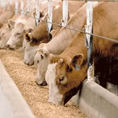 Guar Gum & Cassia Gum for Animal Feed