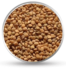 guar gum seeds exporter