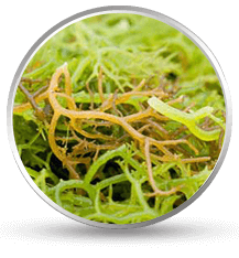 Kappa Carrageenan