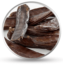 Carob Plant