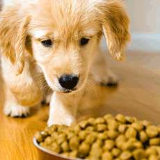 Guar Gum & Cassia Gum Derivatives for Pet Food Industry