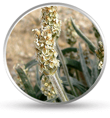 Psyllium Plant