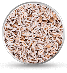 Psyllium Seeds