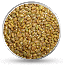 Sesbania Seeds