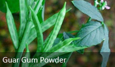 Guar Gum Powder