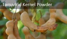 Tamarind Kernel Powder