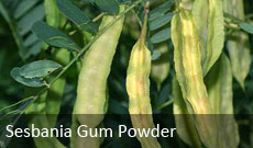 Sesbania Gum Powder