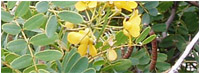 cassia_gum_powder