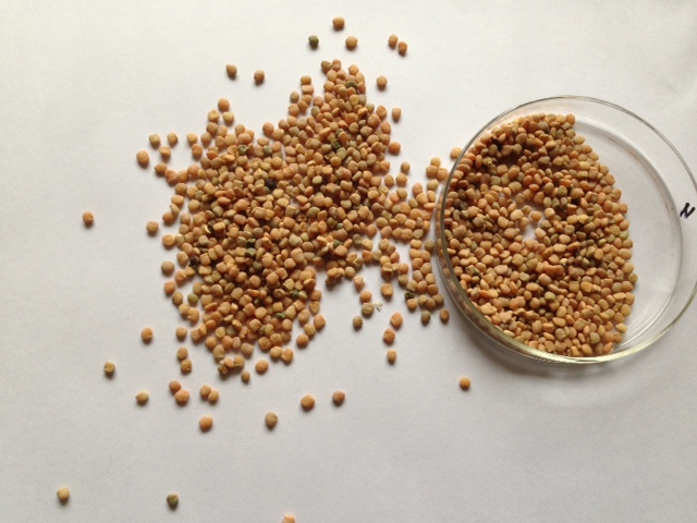 Guar Seed - 2