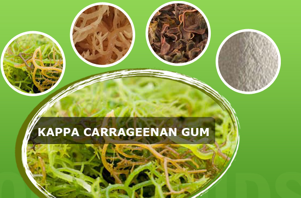 Dalkem Carrageenan Powder Kappa High Gel for Meat Products