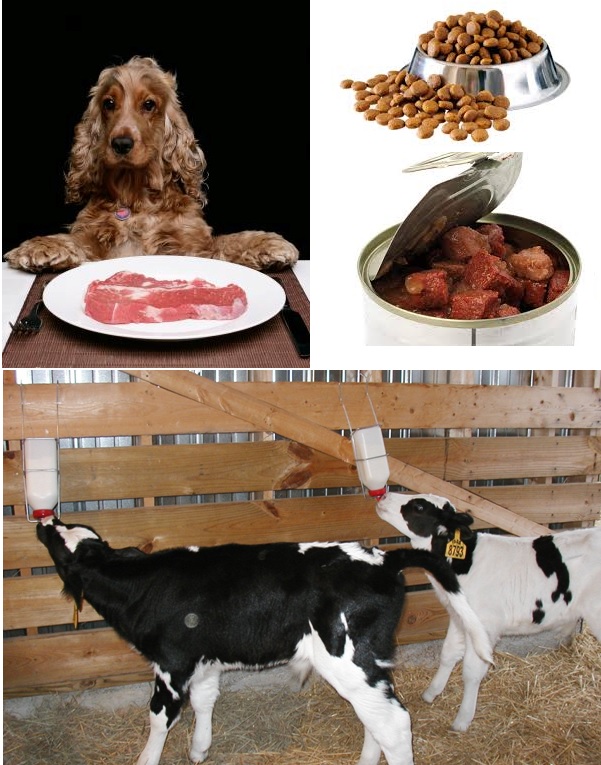 Applications of De-oiled Tamarind Kernel Powder in Pet Food Preparation