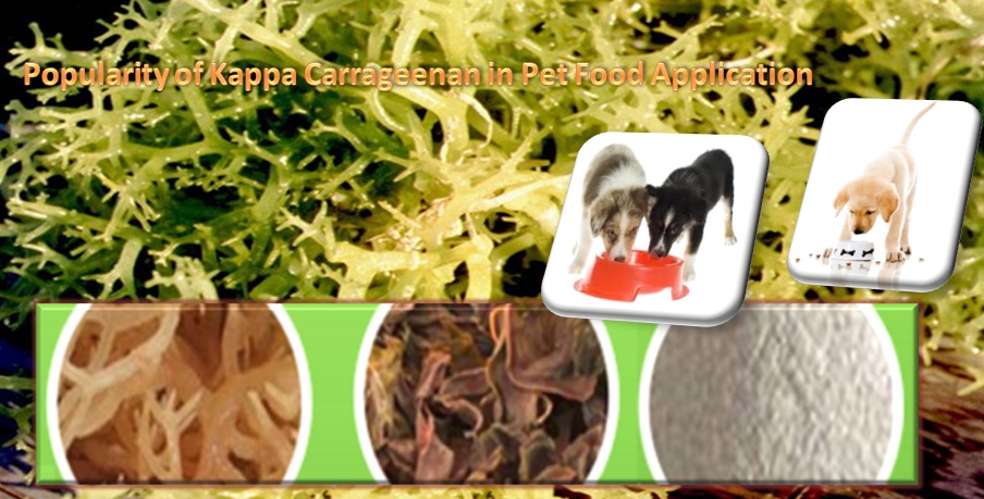 Popularity of Kappa Carrageenan in Pet Food Application