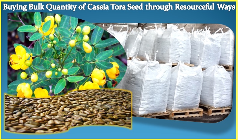 Buying Bulk Quantity of Cassia Tora Seed through Resourceful Ways