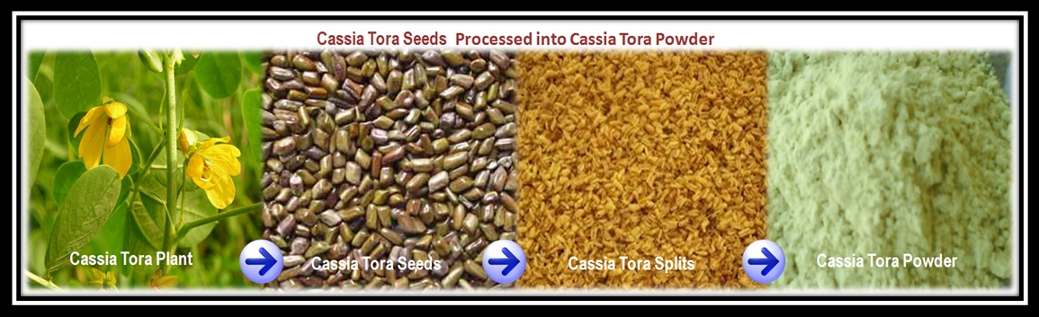 Cassia Tora Seeds  Processed into Cassia Tora Powder