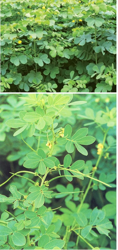 Identical Cassia Species