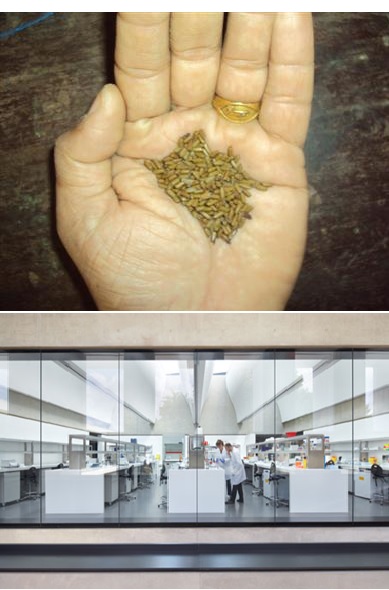 Raw Material Cassia Seeds through Careful Examination