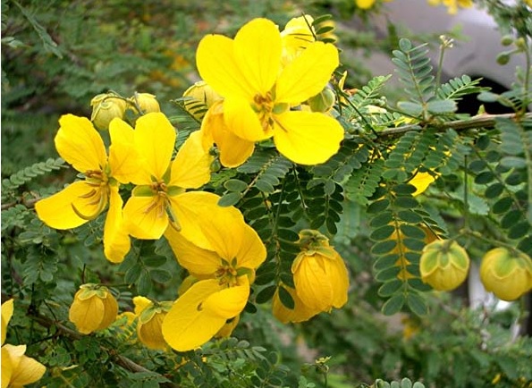 cassia plant 1