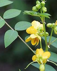 cassia plant 2