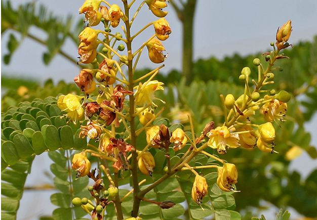 cassia plant