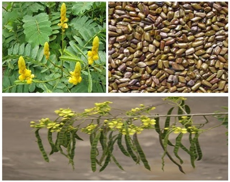 Cassia Tora Meal Preferred for Animal Feed Preparation