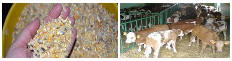 Cattle Feed Preparation-Ingredients Used