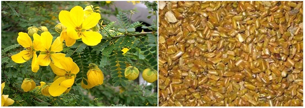 Basic Biological Nature and Impact on Industrial Usage of Cassia Tora Gum Powder