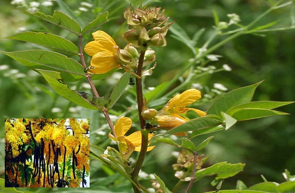 Historical Glance about Cassia Tora in Ayurvedic Systems