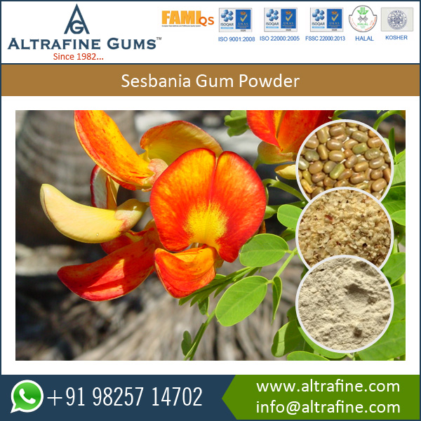 Sesbania Gum Powder