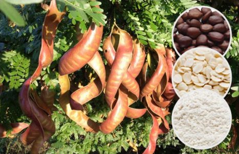 Locust Bean Gum Powder For Food And Pet Food Application