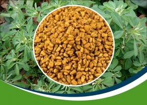 Fenugreek Gum Powder