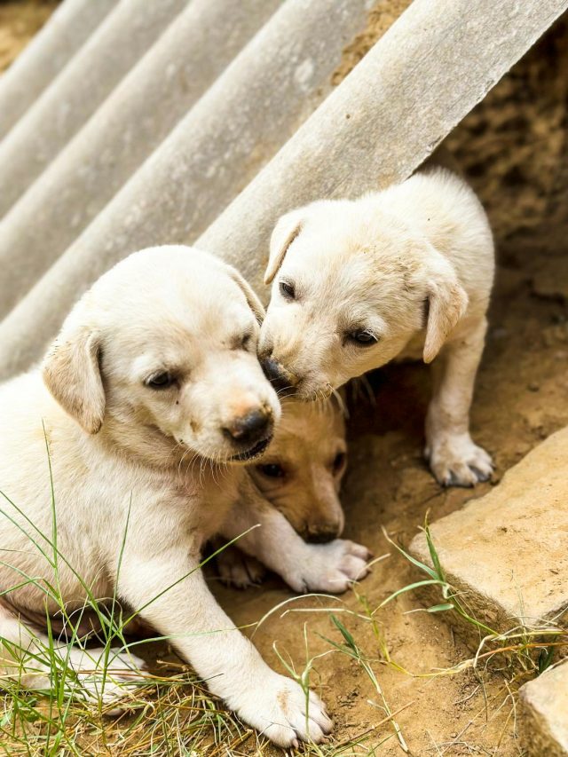 Why Cassia Gum is Preferred in Fermented Pet Food Formulas