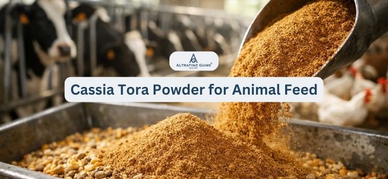 Cassia Tora Powder for Animal Feed
